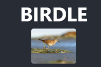 Birdle game img